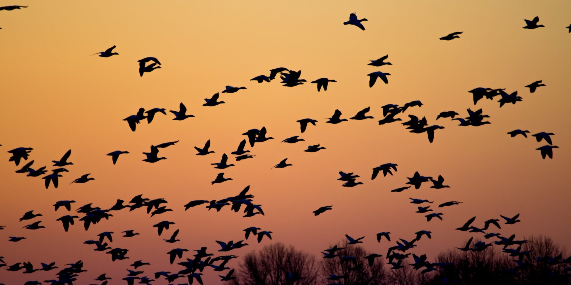 Oche selvatiche, di Mary Oliver
