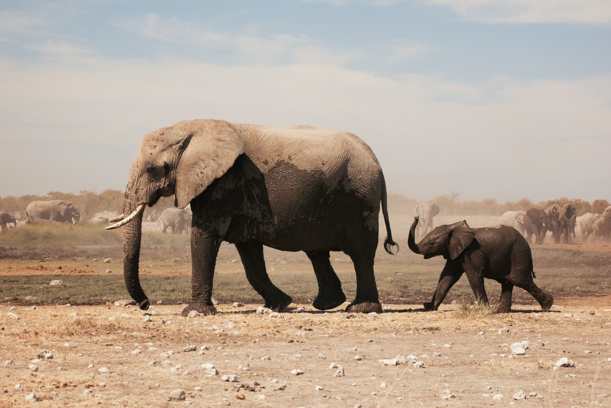 Come addomesticare un elefante selvaggio e altre avventure nella mindfulness